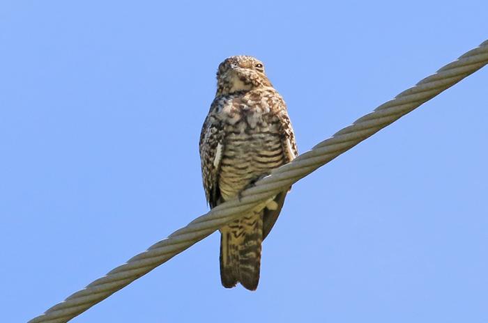 Common nighthawk