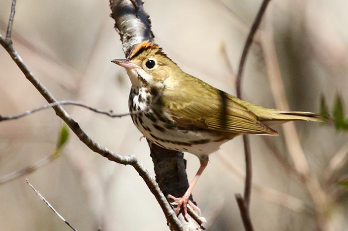Ovenbird
