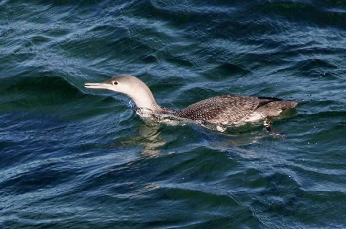 Red-throated loon swimming.