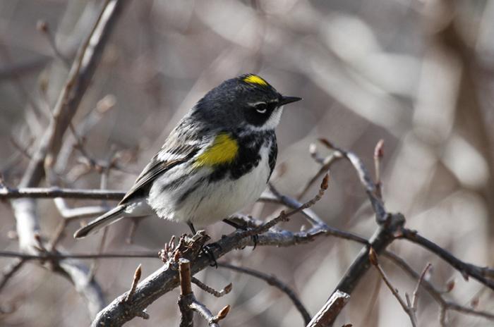 Yellow-rumped warbler on a branch.