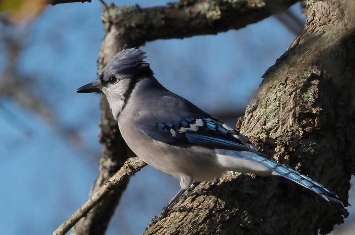 Blue jay