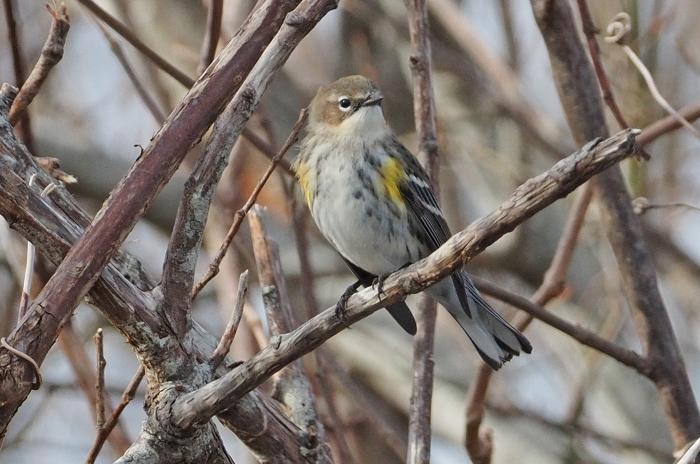 Yellow-rumped warbler