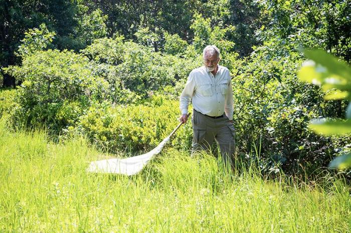 Biologist Dick Johnson sweeping an Island yard for ticks in July 2021. Mr. Roden-Reynolds plans to continue the yard surveys.