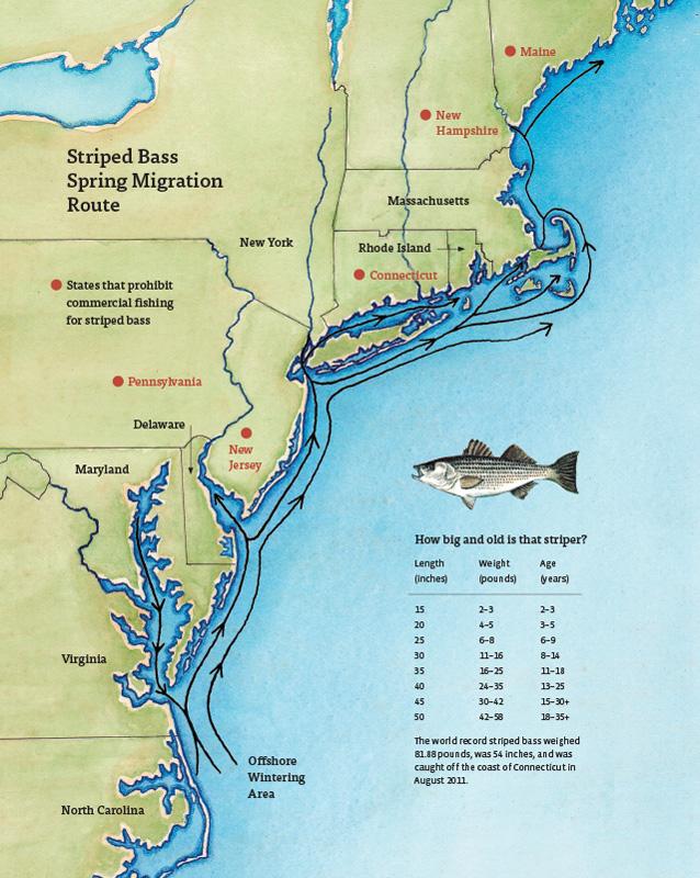 Warming of northwestern Atlantic waters has been accelerating since 2003.