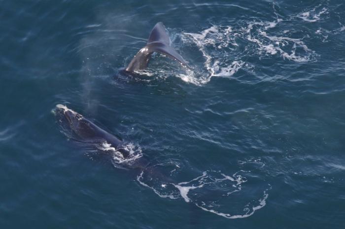 Artificial intelligence will aid humans in trying to cut down ship strikes, which are a leading cause of death for right whales.