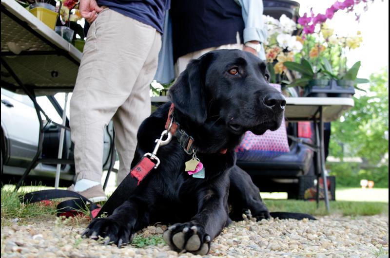 dog West Tisbury Farmers Market