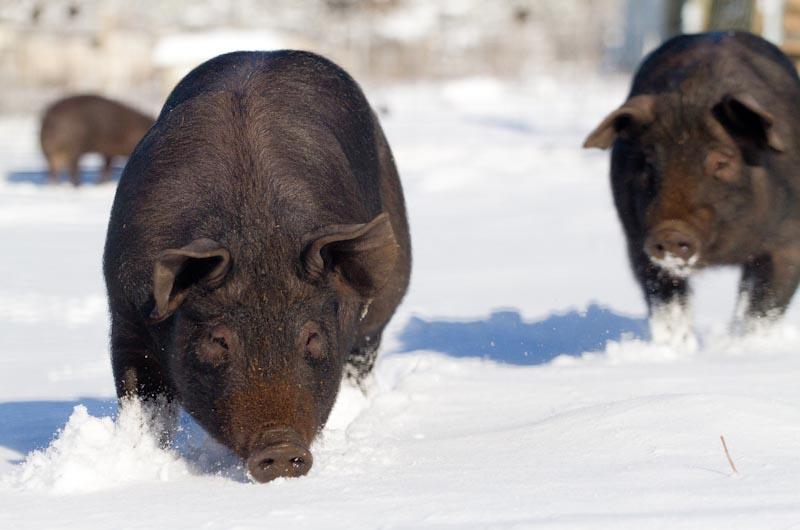 Farm Institute, Pigs, Snow