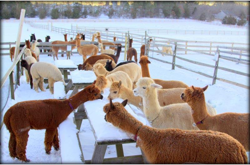 Alpacas, Oak Bluffs, Snow