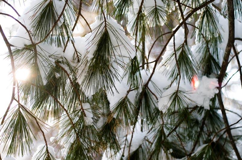 Snow, White Pine
