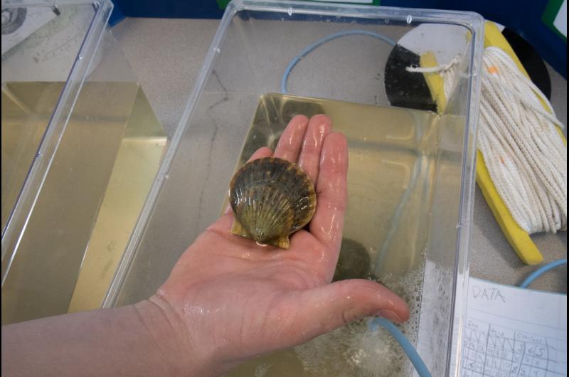 A key player in the science project: Shellfish, Filtration of the Future by Matteus Scheffer and Jack Sierputoski.