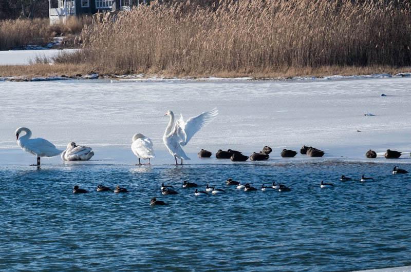 Confluence of birds on ice at Farm Pond, Oak Bluffs