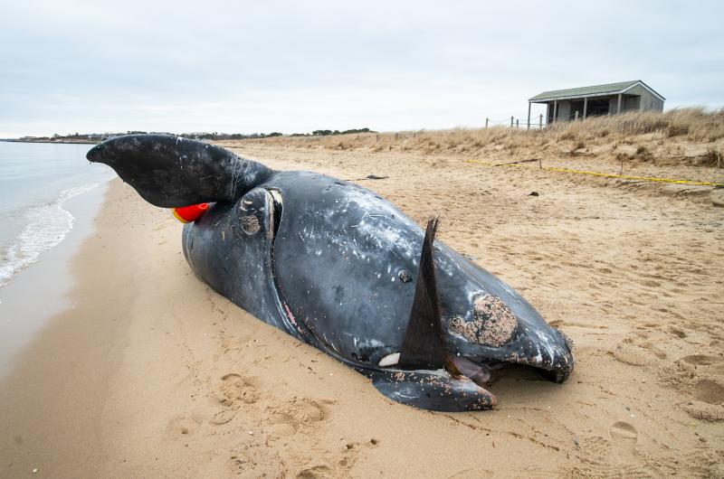 The young right whale was found by a walker Sunday.