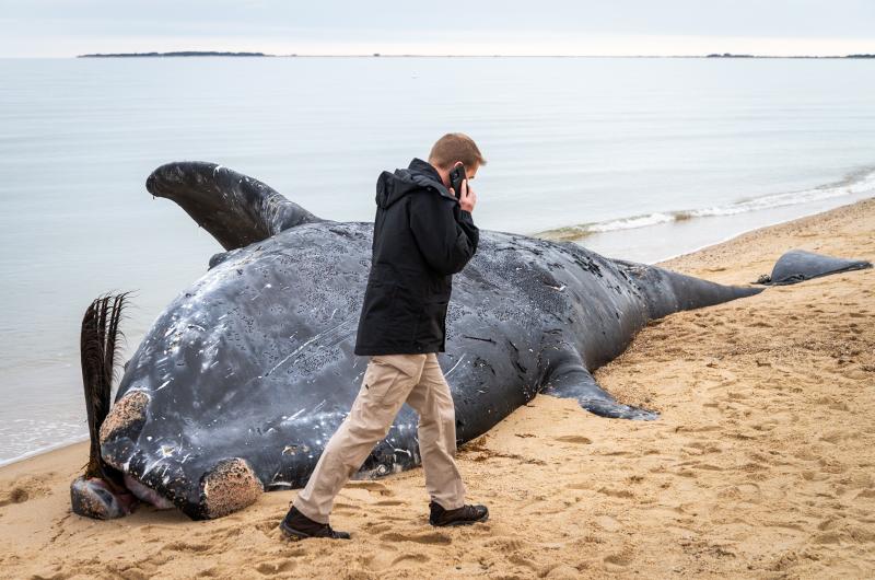 A NOAA official walks past the dead right whale Wednesday.