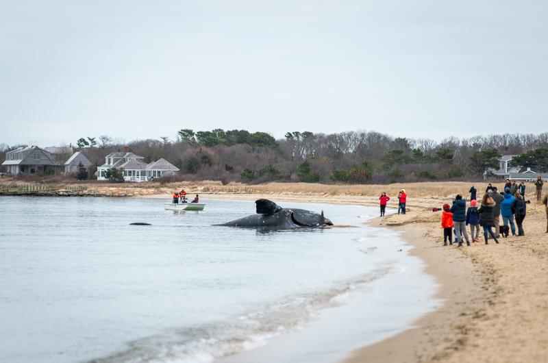 Getting the dead whale out of Cow Bay proved a struggle.