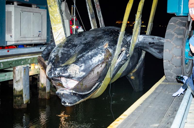 The whale is pulled from the water in Vineyard Haven. 