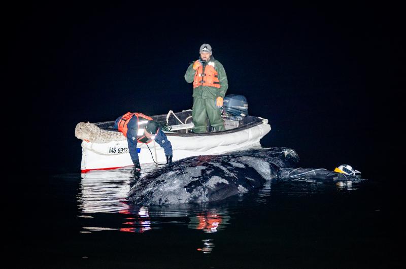 IFAW team positions the carcass with a small skiff.