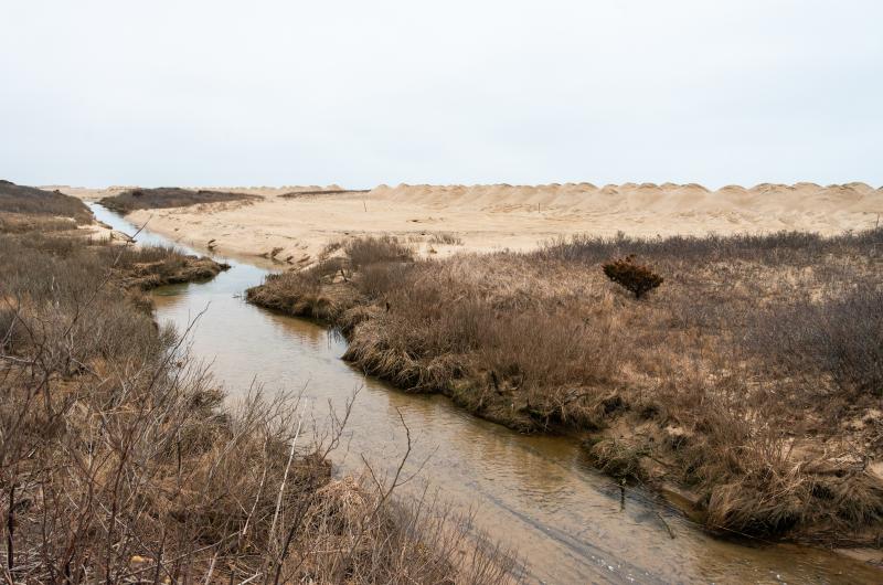 Norton Point dune restoration and Herring Creek.