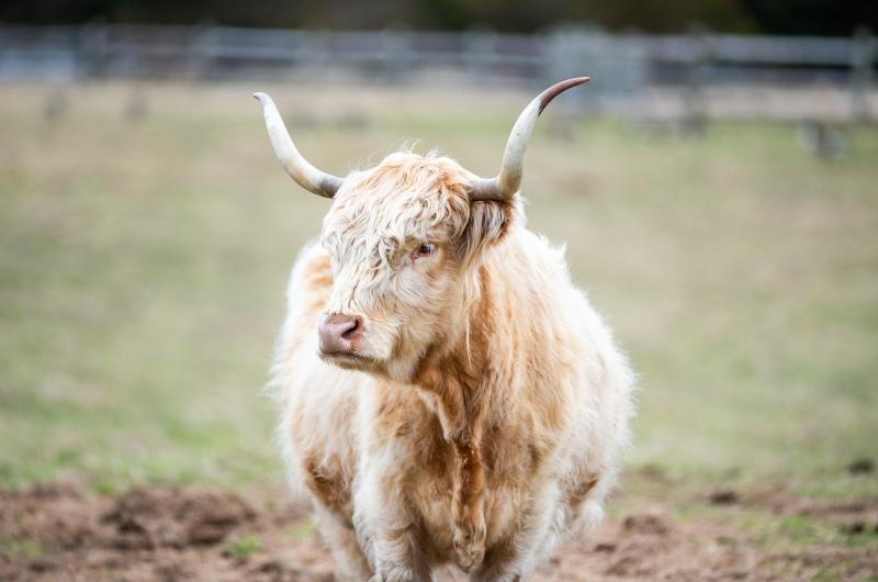 Highland cow at Slough Farm.