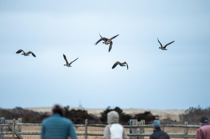 The large group startles some Geese.