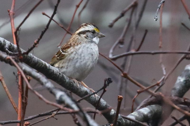 White-throated sparrow.