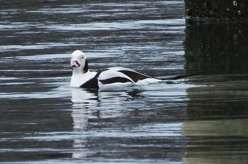 Long-tailed duck.