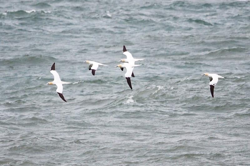 Northern gannets.