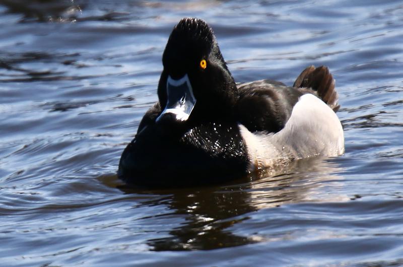 Ring-necked duck.