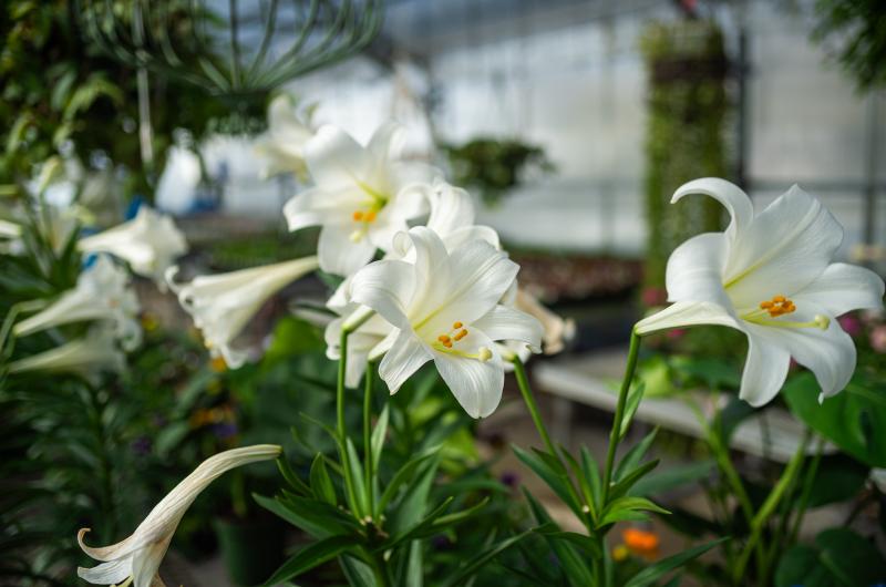 Lillies in the greenhouse at Gayle Gardens.