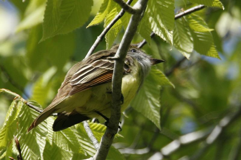 Great Crested Flycatcher.