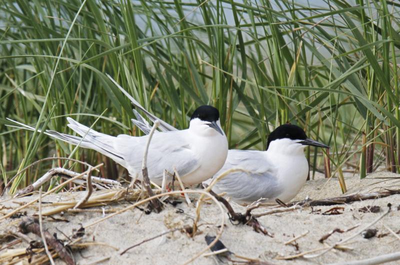 Roseate Terns.