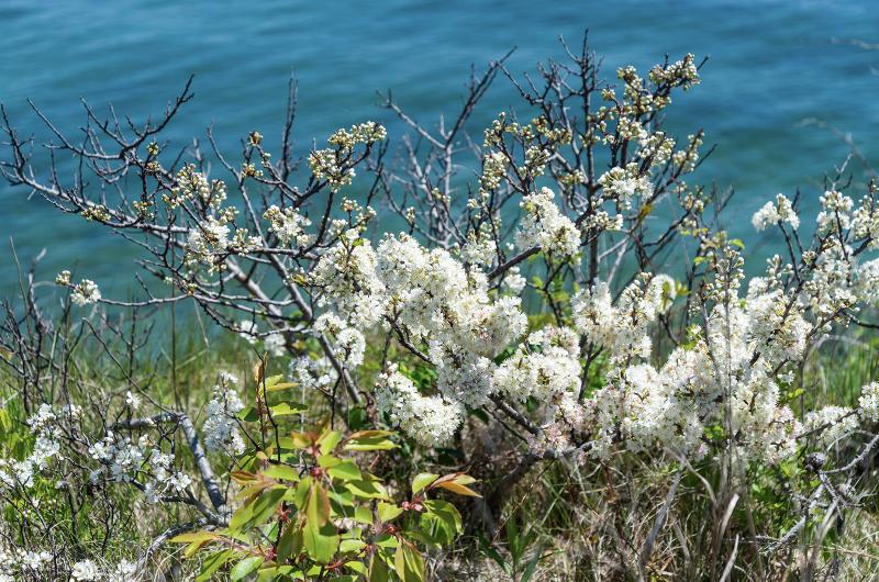 A blooming beach plum bush means the height of spring.