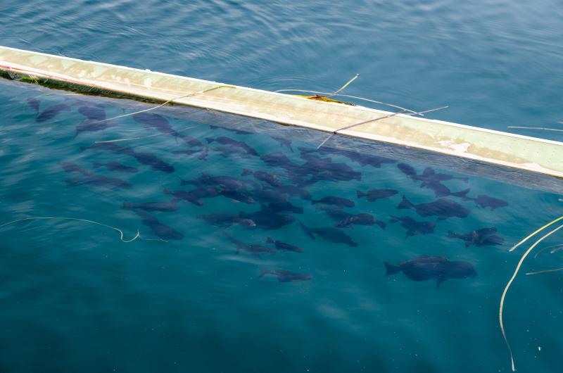 Fish swimming under piece of fiberglass debris near Vineyard Wind.