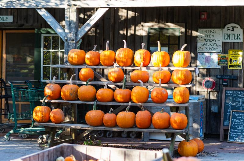 Morning Glory Farm is known for its October pumpkin display.