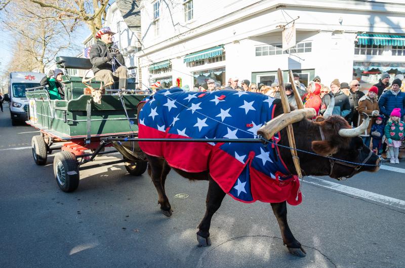 Cicilio and his famous ox Chilmark are now parade mainstays.
