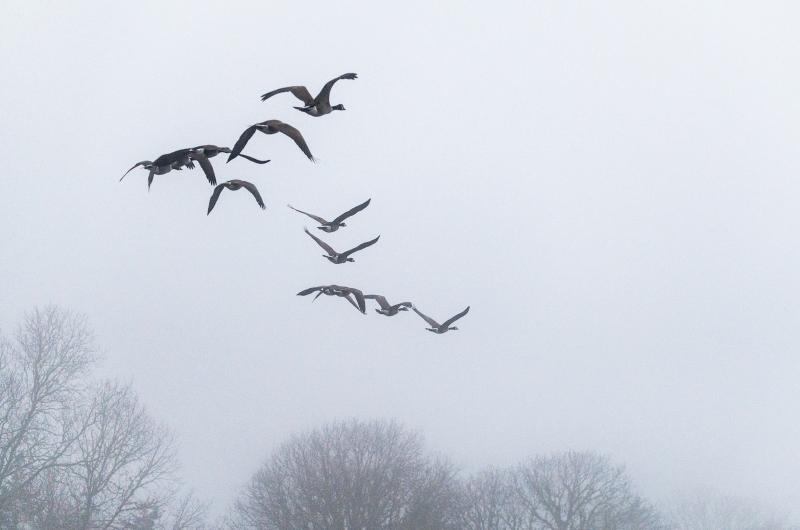 Flock of Canada geese over Tisbury Great Pond.