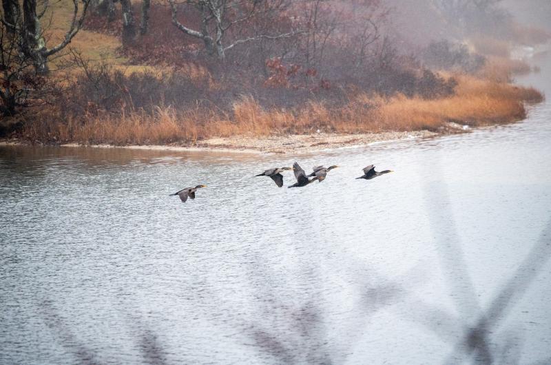 Double-crested cormorants on Oyster Pond.