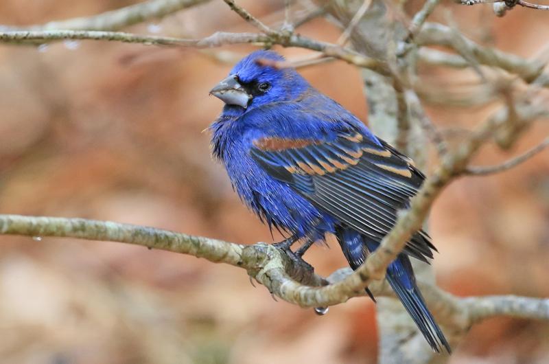 Blue grosbeak.