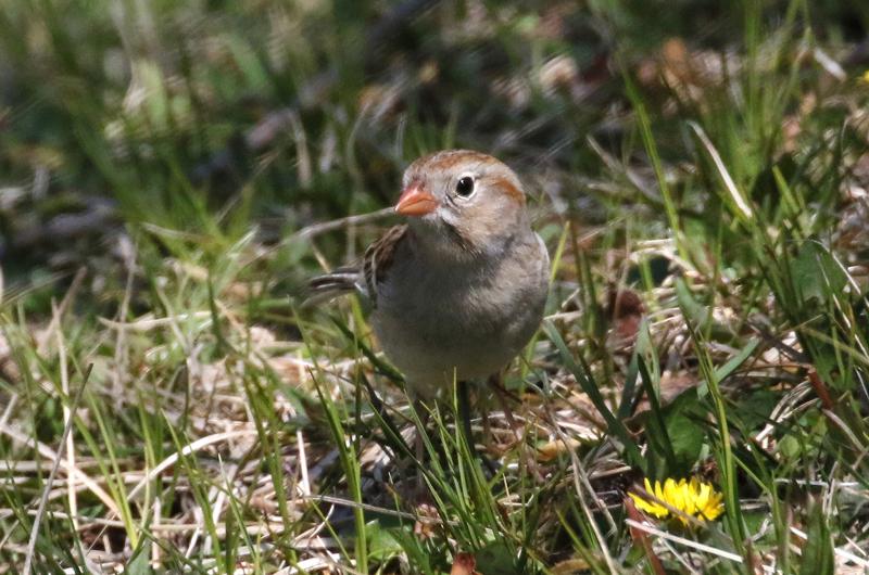 Field sparrow.