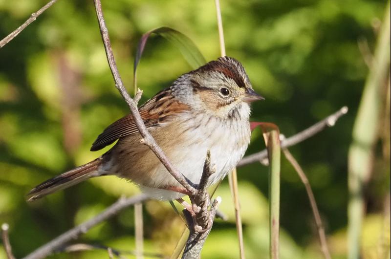 Swamp sparrow.