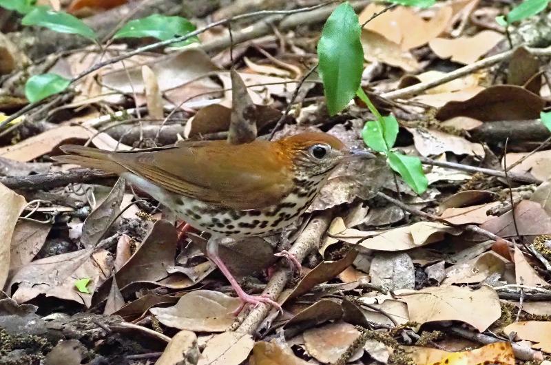 Wood thrush.