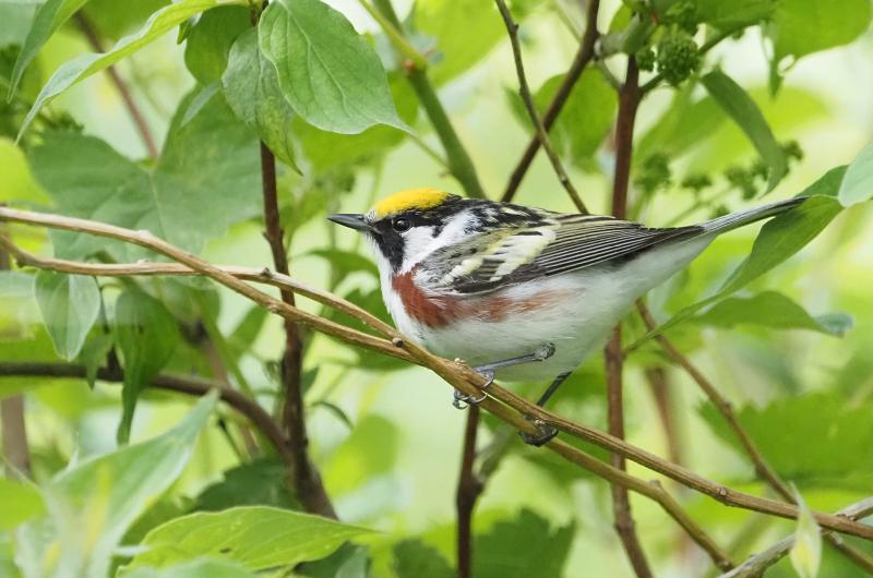 Chestnut-sided warbler.