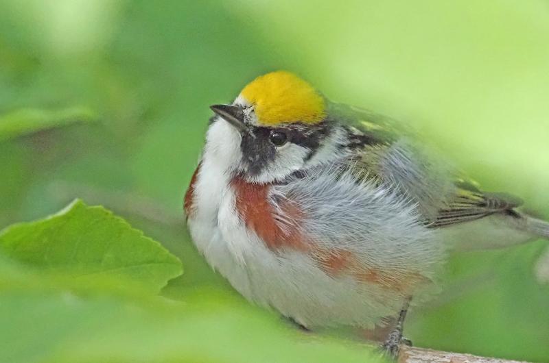 Chestnut-sided warbler.