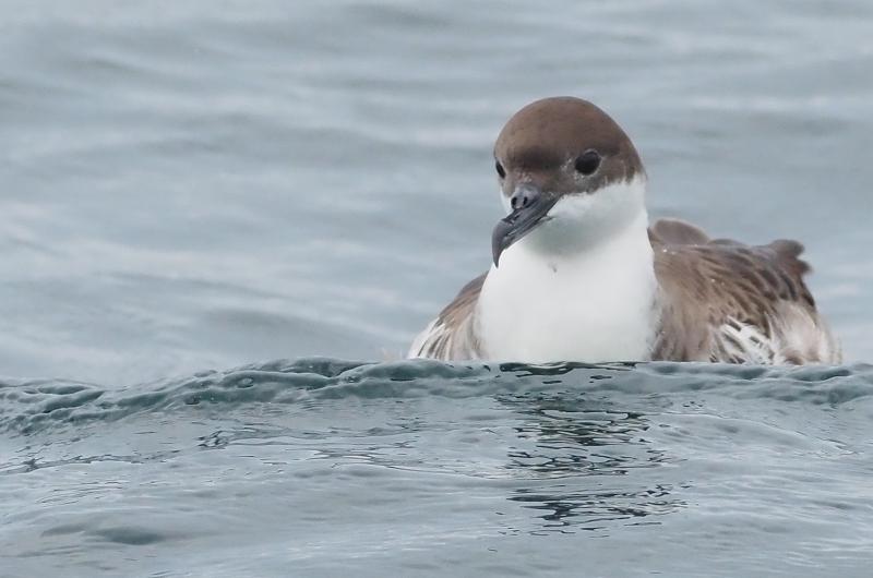 Greater shearwater.