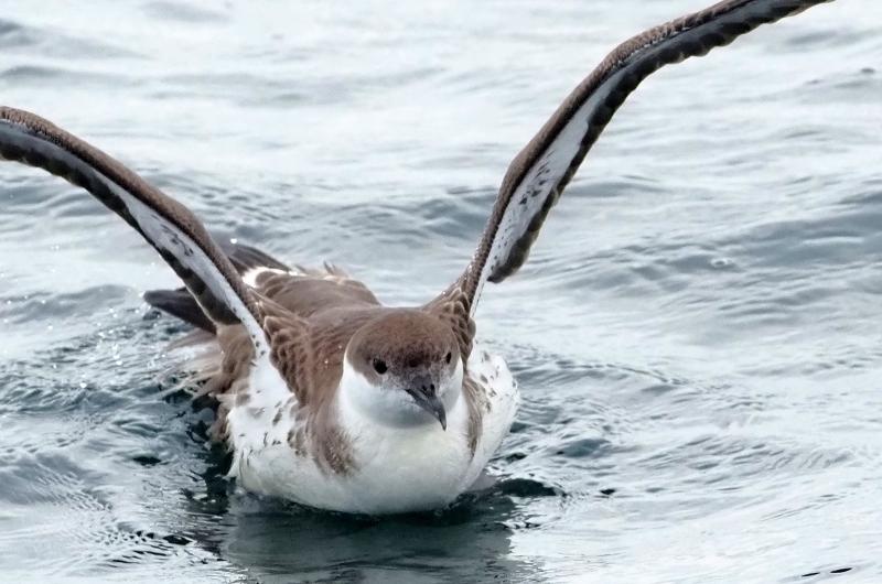 Greater shearwater.
