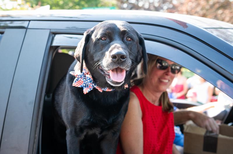 A patriotic pooch prowls the parade.