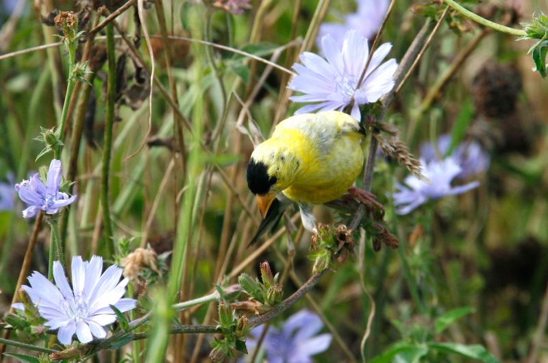 American goldfinch.