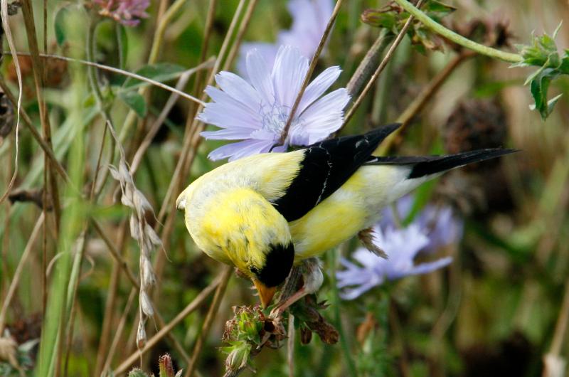 American goldfinch.