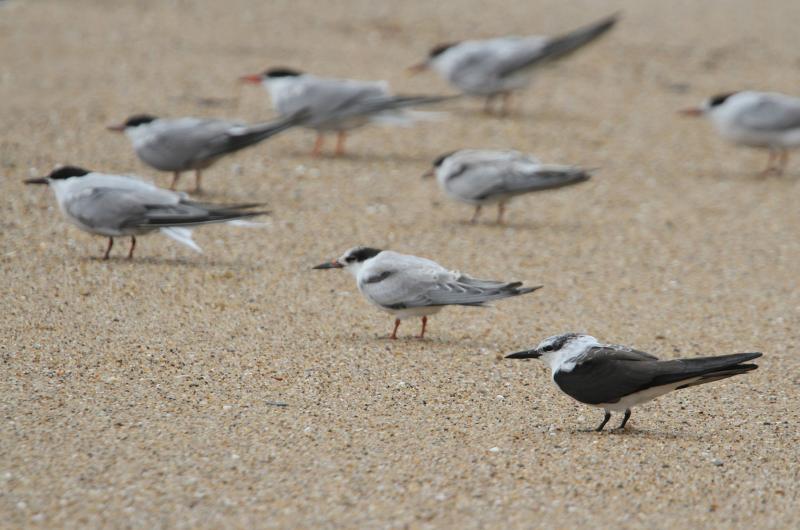 Bridled tern with common terns.