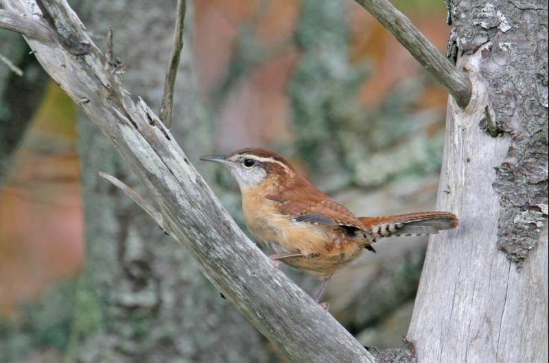 Carolina wren.