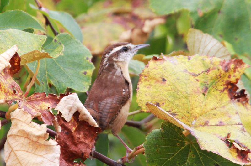 Carolina wren.